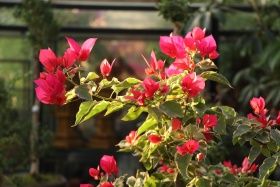 花卉市场随手拍