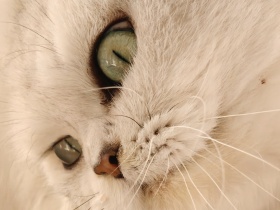 我的摄影日记｜猫