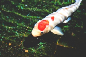 红灯停，绿灯行