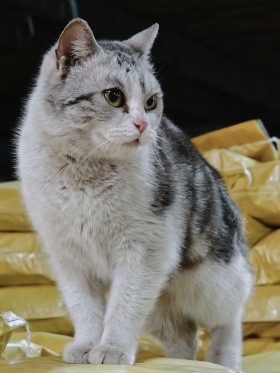 我的摄影日记｜猫