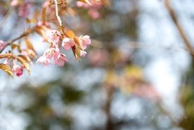 樱花树下的约定