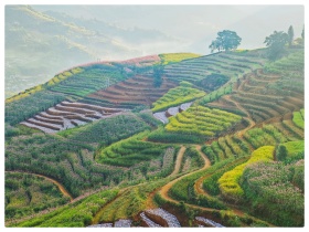 佤山冬日的甘蔗花