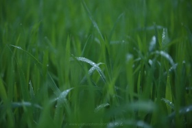 这样看着你，用所有眼睛和所有距离，就像雨停了，雨又起。