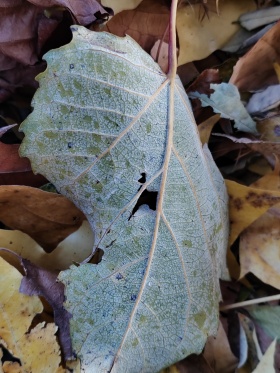荣耀80手机拍摄，秋叶。