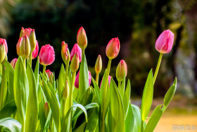 郁金香-含苞待放