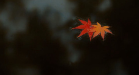 梦里不知身是客