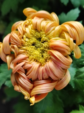 荣耀80手机拍摄，秋菊。