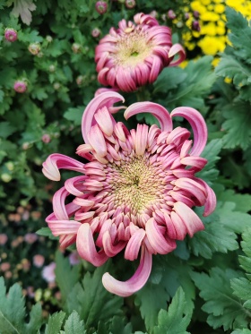 荣耀80拍摄，菊花。