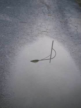 明知不可为而为之