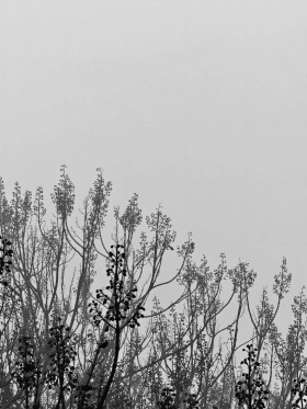 我的摄影日记｜冬寂