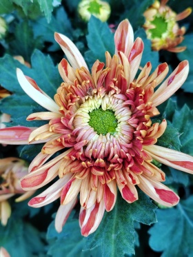 荣耀80手机拍摄，菊花。