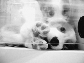 废片·国产森山