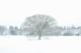 「2月8日的雪片，是六角形的」