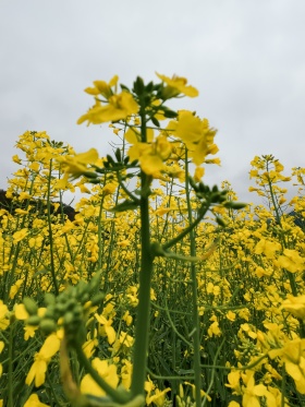 故事里 的小黄花
