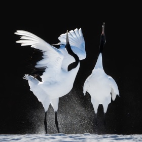 雪地里舞动的鹤