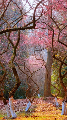 虬枝盘曲，暗香浮动