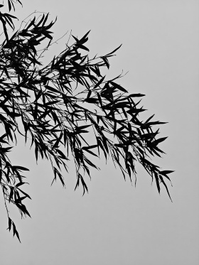 黑白镜头下的春日树语