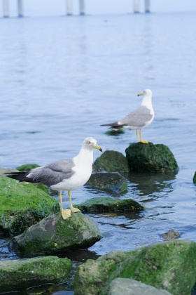 大连的海鸥