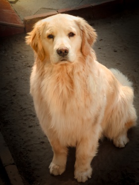 皮皮发发和逗点儿