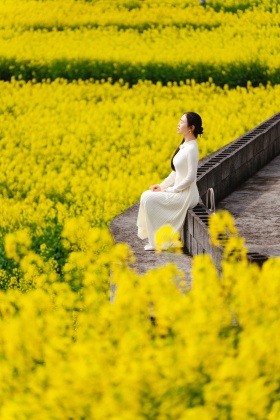 赴一场花田之约