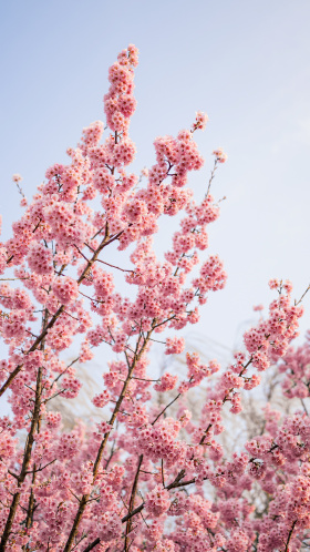 春天写给天空的情书