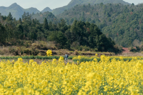 油菜花开好了