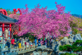 2026樱花季 - 东湖樱花园初探