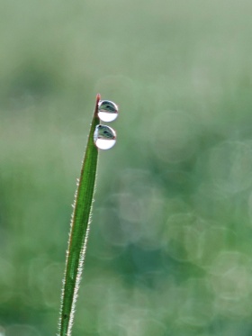 草尖上的晨露