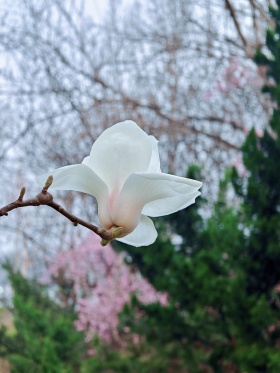 玉盏轻悬如春雪
