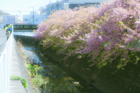 早樱，是春天的来信