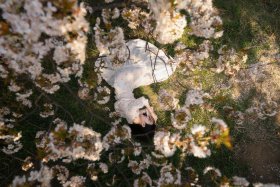 樱花落的五厘米