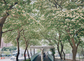 魚木花