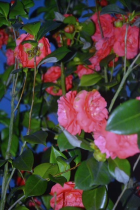 花