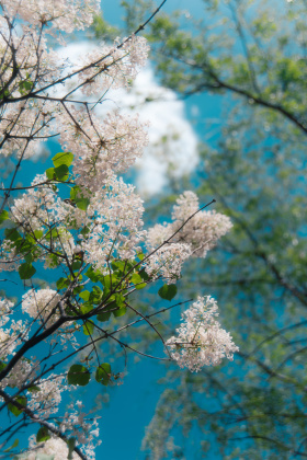 丁香花