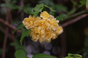 木香花