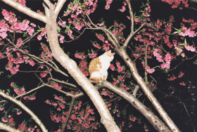 猫和我