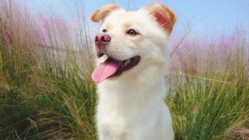 狗狗拍摄