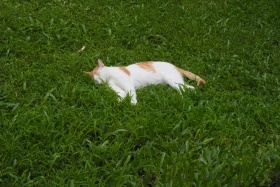 猫猫合集