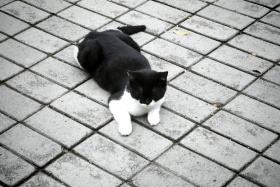 猫猫合集