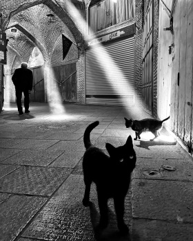 街头猫片 | 摄影师akbar mehrinezhad