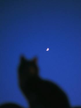 藏在日落余晖里的猫 ，治愈了整个暮色