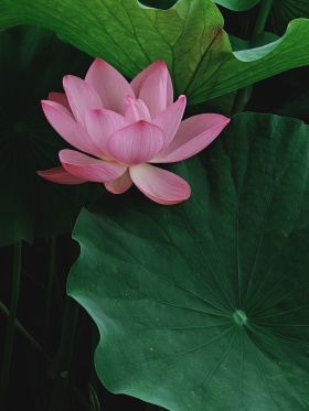 夏至观荷