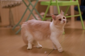 猫咖