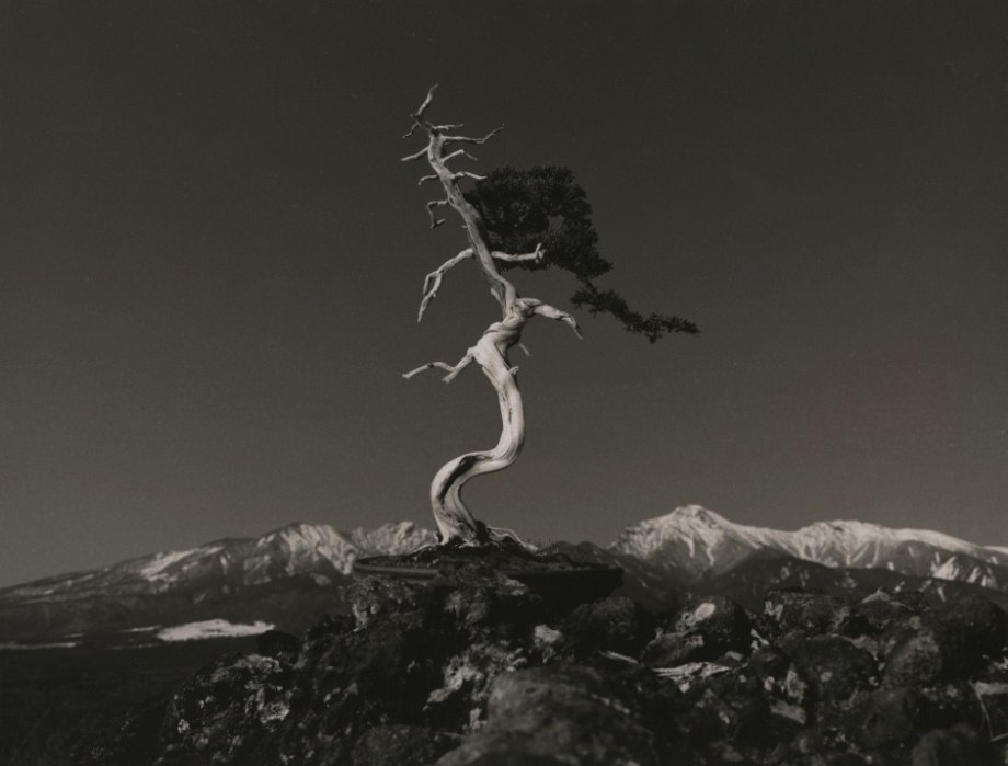盆栽日本摄影大师山本昌男masaoyamamoto67676767